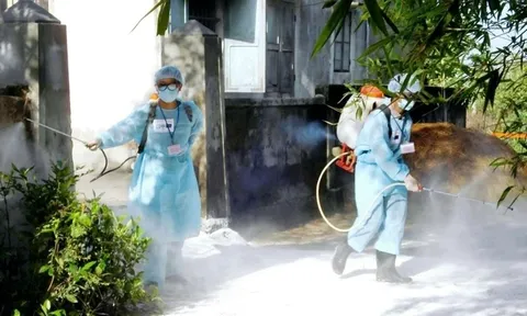 Bộ Y tế khuyến cáo 6 cách phòng, chống bệnh liên cầu lợn ở người