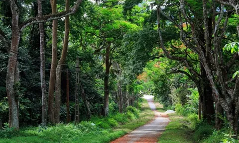 Tìm thấy thi thể nam du khách mất tích trong rừng Cúc Phương