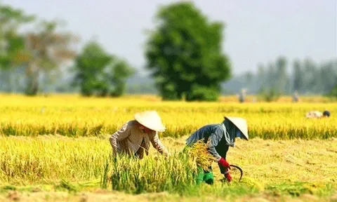 Trình tự, thủ tục chấp thuận chuyển mục đích sử dụng đất trồng lúa sang mục đích khác