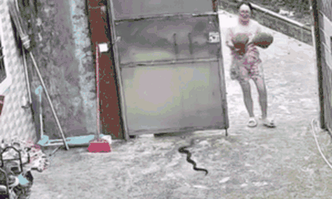 Clip: Cô gái ngó lơ con rắn lớn trong sân và cái kết