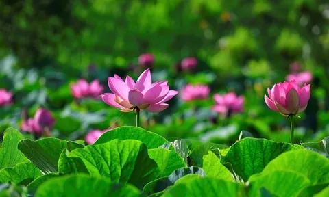 Dự báo thời tiết ngày 23/5/2025: Nhiều mây, có mưa vừa, mưa to và dông