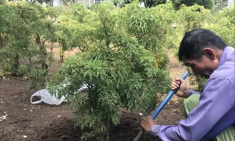 Loại cây dân dã được ví như 'nhân sâm Việt', nhưng không phải ai cũng biết cách trồng để hưởng lộc
