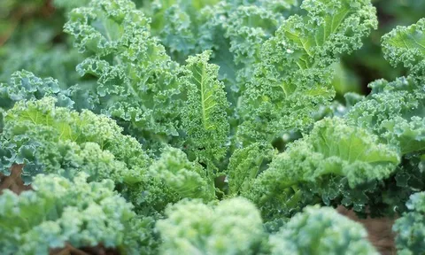4 loại rau được xem như 'báu vật' vào mùa đông