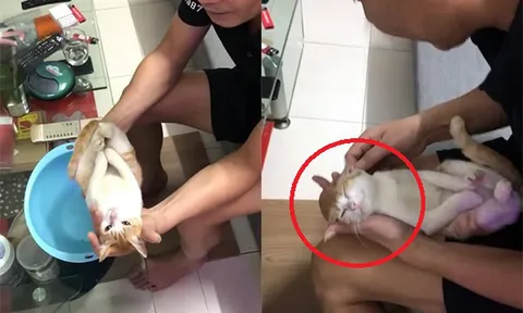 CLIP: 'Diễn viên' mèo nhập vai trẻ sơ sinh bất ngờ được lên báo quốc tế trở thành hiện tượng mạng khiến người người rần rần
