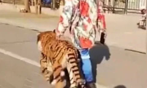 Người dân hết hồn vì thấy hổ lớn lang thang trên phố, nhìn kỹ lại thêm phẫn nộ với hành động ích kỷ của con người