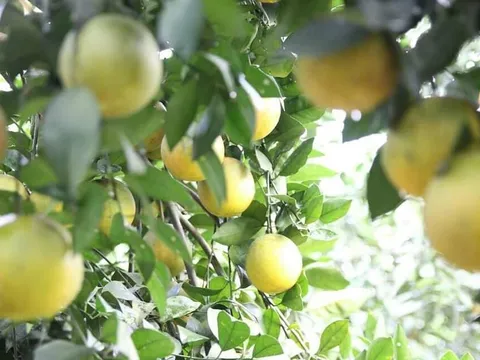 Hòa Bình: Sắp diễn ra Hội chợ nông nghiệp OCOP miền núi phía Bắc- Tuần lễ cam Cao Phong năm 2020