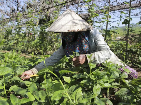 Đà Nẵng: Nông dân được ra ruộng theo giờ quy định trong thời gian cách ly