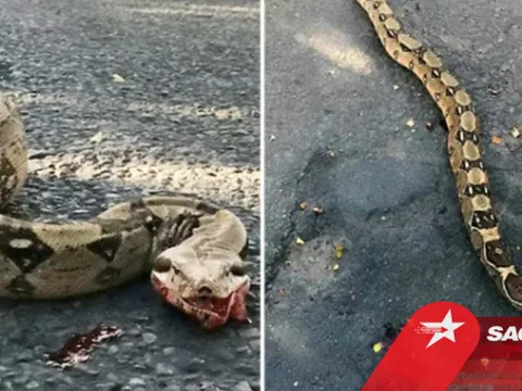 Đi xem 'quái vật' trăn 1,8m nôn ra máu giữa đường, người dân kinh hãi phát hiện sự thật