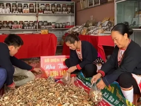 Lương y Dương Thị Hiến nức tiếng Ba Vì với những bài thuốc nam cổ phương