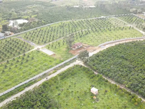 “Treo đầu dê bán thịt chó” tại DA Trang trại sản xuất chè và giống chè Cty Bảo Lộc Huy Hoàng