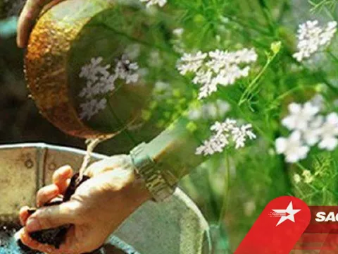 Giải mã tục tắm lá mùi giải 'vận xui' chiều 30 Tết, lợi ích và lưu ý khi sử dụng để tránh hại sức khỏe