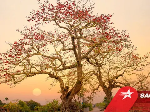 Thái Bình những ngày giữa tháng 3: Xốn xang nhành hoa gạo vào mùa trổ rực