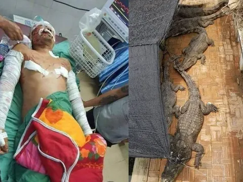 Giữa đêm dậy đi vệ sinh gần ao, người đàn ông suýt trở thành 'bữa khuya' cho 50 con cá sấu
