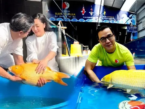 'Vua cá koi' chất vấn dân mạng: 'Chúng ta đâu phải động vật tại sao phải chạy hùa theo bầy'