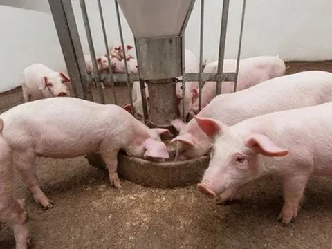 Giá heo hơi ngày 28/5: Điều chỉnh tăng - giảm ở 2 miền Nam- Bắc