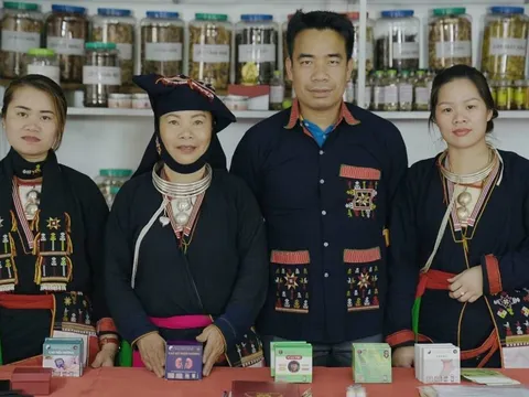 Lương y Dương Thị Hiến- Người giữ gìn nghề thuốc nam dân tộc Dao Ba Vì