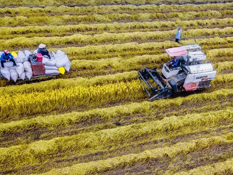 Thế mạnh đồng bằng, vựa lúa số một cả nước