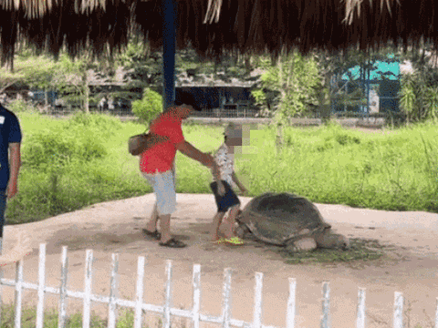 Bố bế con ngồi lên lưng rùa chụp ảnh gây bức xúc, hành động tương tự của người lớn còn phẫn nộ hơn