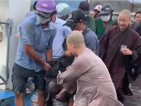 Tranh cãi trái chiều xung quanh chuyện phóng sinh cá hải tượng 'khủng'