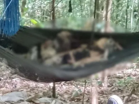 Cận cảnh hiện trường phát hiện 2 bộ xương khô nằm trên võng giữa rừng