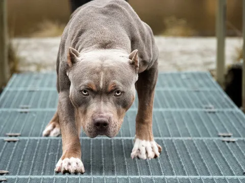 Chó pitbull nặng 40kg cắn chủ nhà tử vong