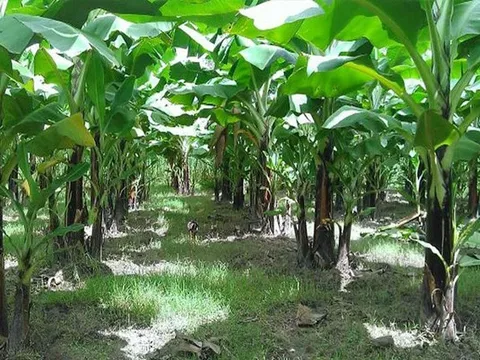 Đào ụ đất bất thường trong vườn nhà, phát hiện thi thể cụ bà 95 tuổi