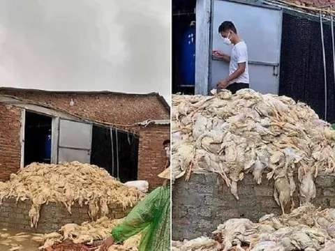 Thực hư thông tin 60.000 con vịt bị 'chết đuối' do mưa lũ ở Nghệ An