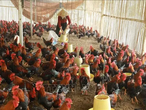 Cúm A(H5) lây sang người nguy hiểm như thế nào?