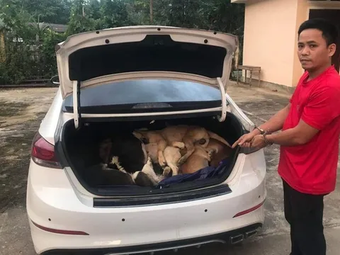 Vụ mang ô tô đi trộm 38 con chó: Nghi phạm từng là một giám đốc Công ty