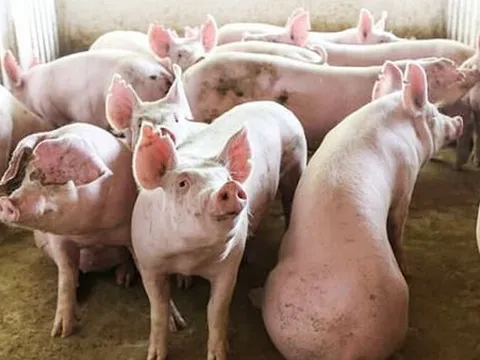 Giá heo hơi hôm nay 18/11: Giảm cao nhất 3.000 đồng/kg