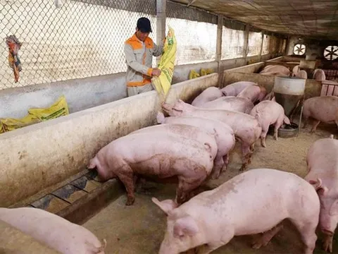 Giá heo hơi hôm nay 23/11: Tăng 1.000 - 3.000 đồng/kg