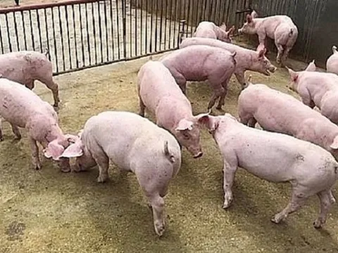 Giá heo hơi hôm nay 24/11: Tăng rải rác 1.000 - 3.000 đồng/kg