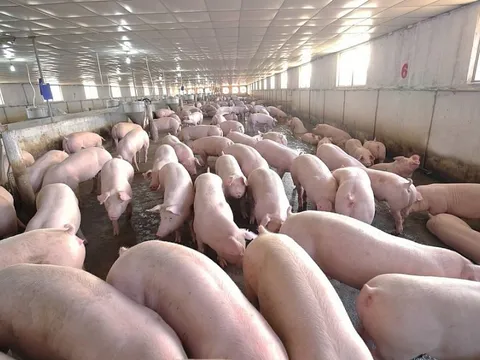 Giá heo hơi hôm nay 2/12: Giảm nhẹ 1.000 đồng/kg ở vài nơi