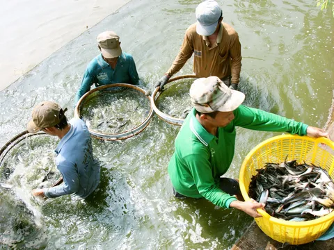 Đồng Tháp: Sắp diễn ra lễ hội Cá tra lần thứ I - năm 2022