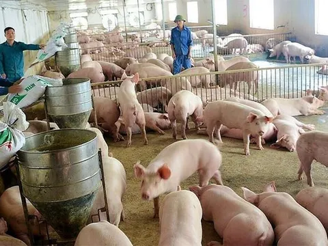 Giá heo hơi hôm nay 4/1: Sát Tết Nguyên đán, giá heo hơi vẫn đứng im