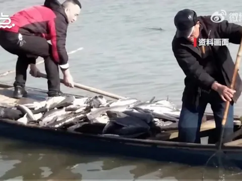 Người phụ nữ bị kiện vì phóng sinh 12 tấn cá xuống hồ để cầu may