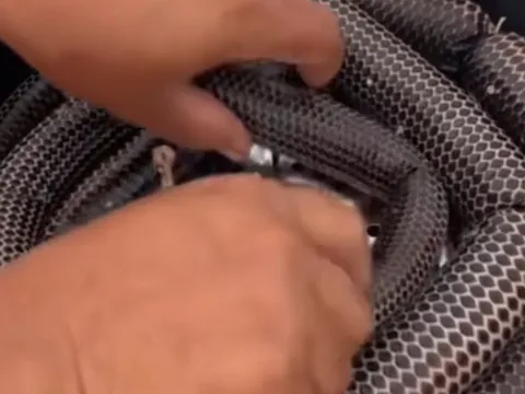 Dân mạng 'phát hoảng' trước món lạp xưởng rắn của cô gái: Món ăn thách thức lòng dũng cảm