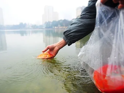 Cách chọn cá chép, thả cá chép đúng cho lễ ông Công ông Táo mang lại may mắn