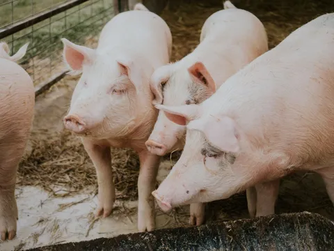 Giá heo hơi hôm nay 17/1: Điều chỉnh 1.000 đồng/kg