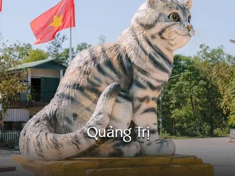 Top 10 'Hoa hậu mèo' đẹp nhất cả nước, liệu có địa phương nào có thể 'soán ngôi' Quảng Trị?