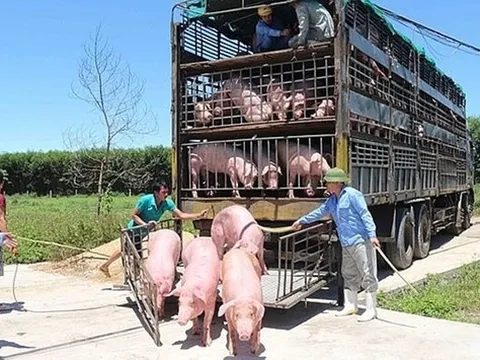 Giá heo hơi hôm nay 18/1: Lặng sóng trước Tết Nguyên đán