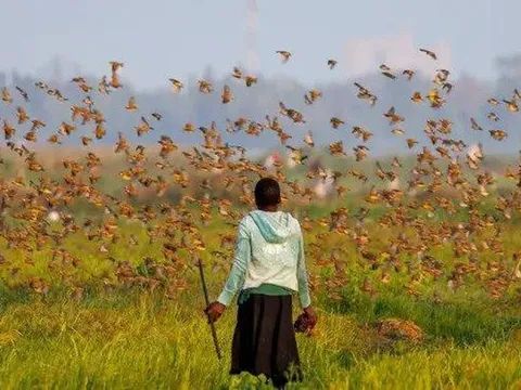 Kenya: Dùng thuốc trừ sâu diệt chim rồng rộc mỏ đỏ ảnh hưởng tới hệ sinh thái