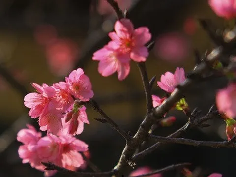 Ngắm hoa anh đào Nhật Bản rực rỡ giữa Thủ đô