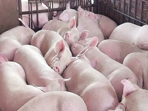Giá heo hơi hôm nay 23/2: Giảm cao nhất 2.000 đồng/kg