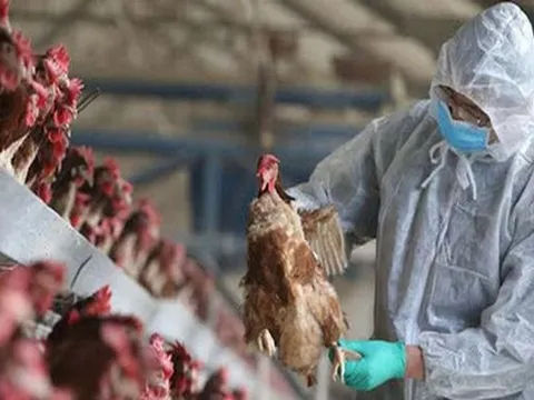 WHO đánh giá nguy cơ lây lan virus cúm gia cầm H5N1