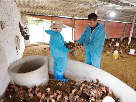 Người dân không chủ quan trước nguy cơ cúm gia cầm có thể xâm nhập vào nước ta