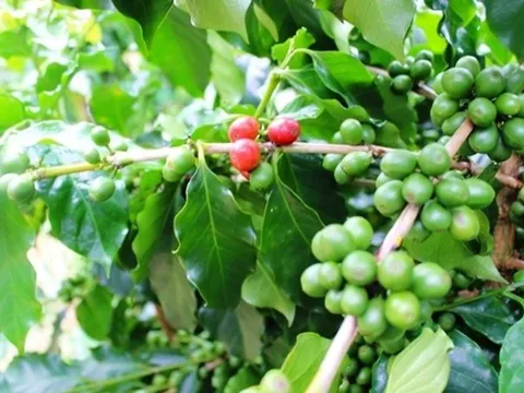 Giá cà phê hôm nay 8/3: Cập nhật giá cà phê Tây Nguyên và Miền Nam