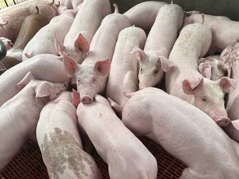 Giá heo hơi hôm nay 8/3: Ổn định khoảng 47.000 - 52.000 đồng/kg