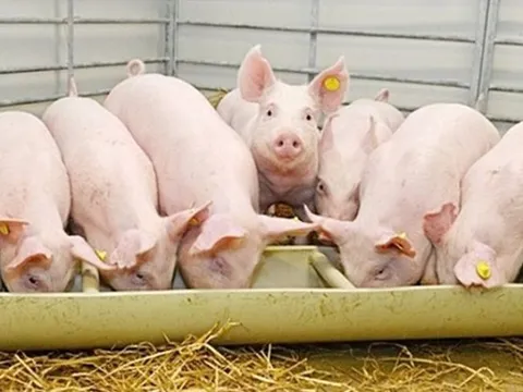 Giá heo hơi hôm nay 14/3: Giảm 1.000 - 2.000 đồng/kg ở vài nơi