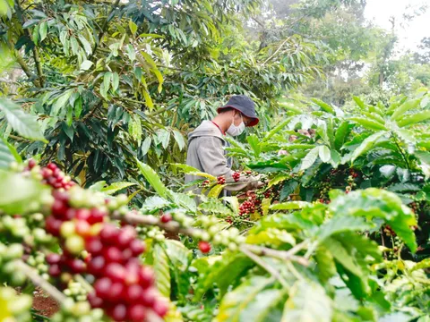 Giá cà phê hôm nay 14/3: Cập nhật giá cà phê Tây Nguyên và Miền Nam